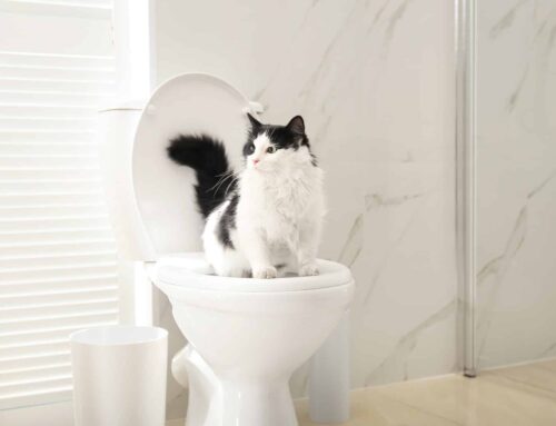 Why You Should Never Flush Cat Poop Down Your Toilet