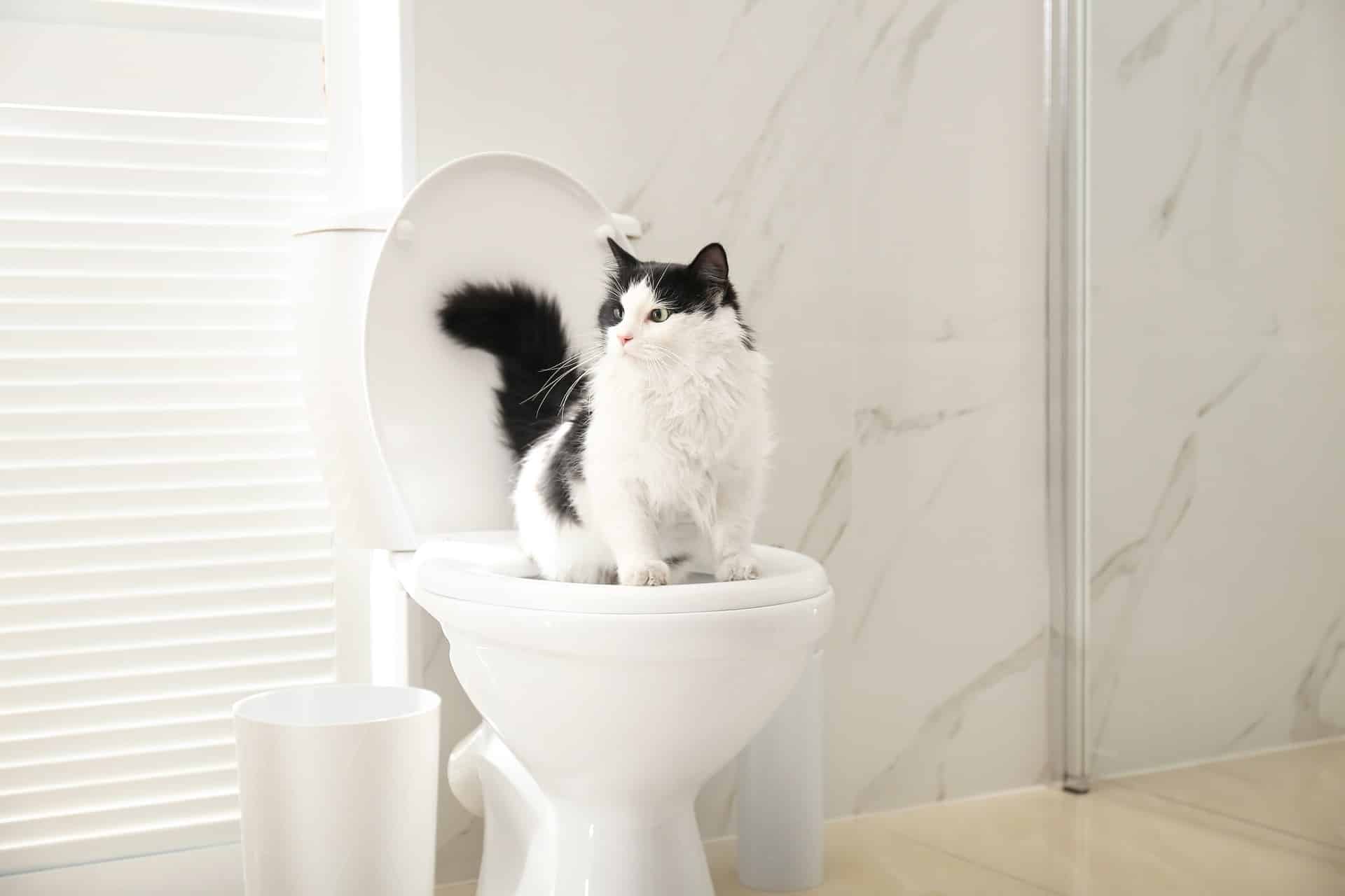 Flushing cat poop down the toilet hotsell